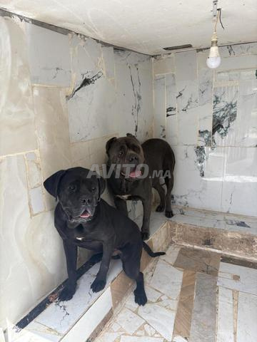 كلب Cane Corso - 2