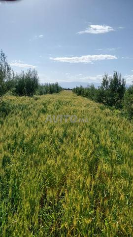 boumkhale Taftawhte - 2