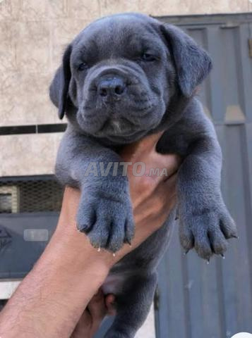 جرو Cane Corso من سلالة نقية - 2