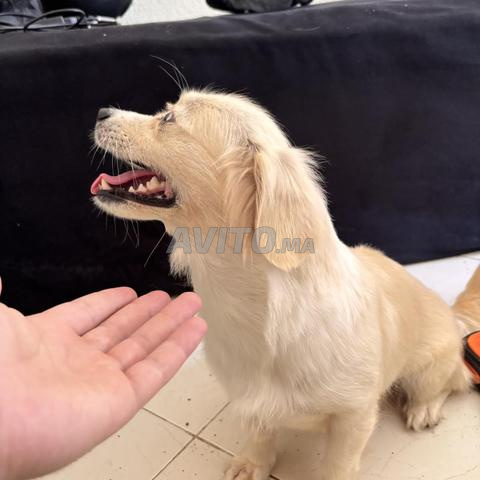 Golden, petit chien - 2