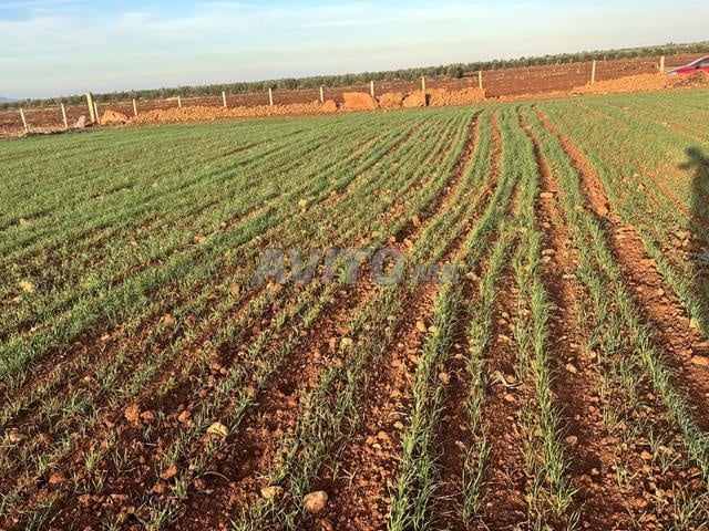4 hectares à vendre - 2