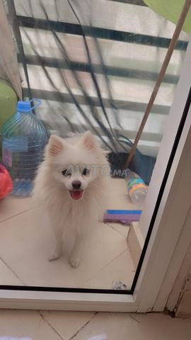 Spitz Pomeranian - 2