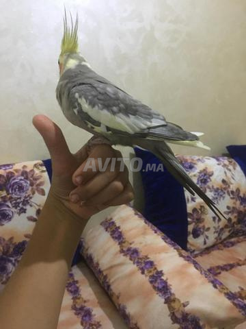 مدريسي من صغر - 2