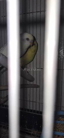 بيروش كوبلة بالقفص ألبينو ولاتينو عين حمراء - 2