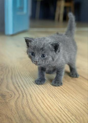 bébé chaton bleuress âgé de 50 jours - 2