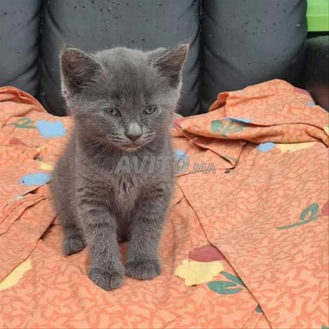 bébé chaton bleuress âgé de 50 jours