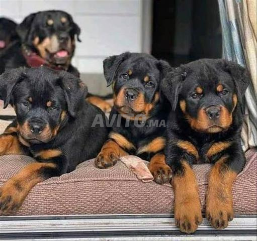 Rottweiler chiot - 2