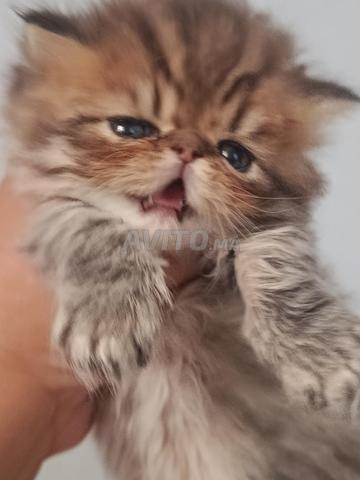 Femelle persane tigrée 🐯 - 2