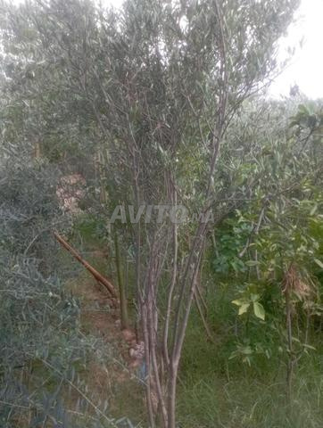 الغراس وتجهيز الجراضي بسعر مناسب - 2