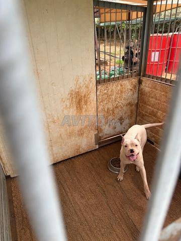 chien dogue argentin - 2