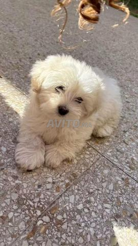 Des bichons havanais naines