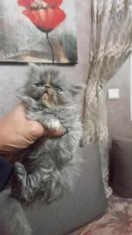 Des chatons persans purs