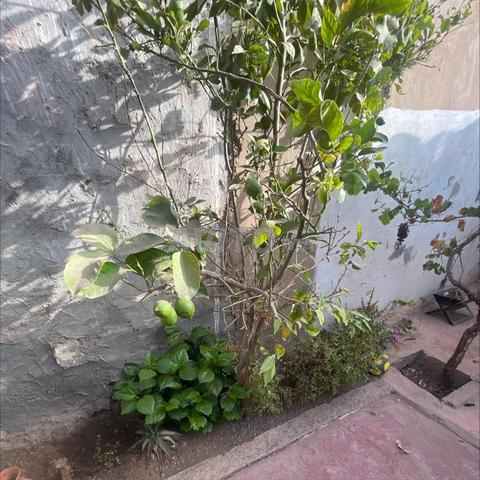 أشجار مثمرة - 2