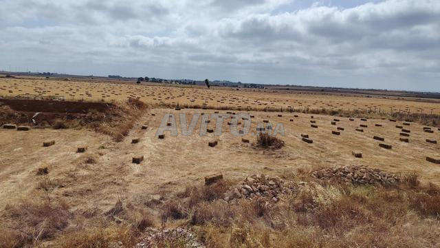 2.15 ha titré sur la route à BSABAS - 2