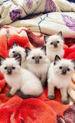 Chaton siamois poil long - 2