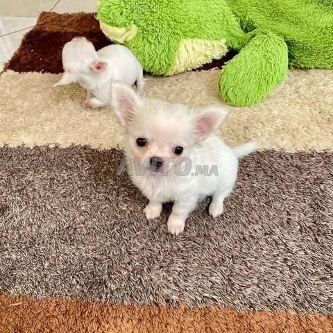 Chiot Chihuahua de taille Toy - 2