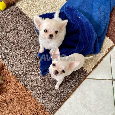 Chiot Chihuahua de taille Toy