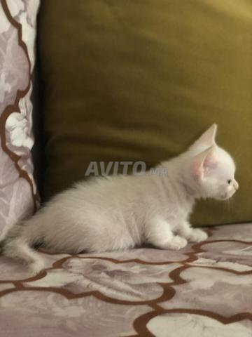 Chat angora