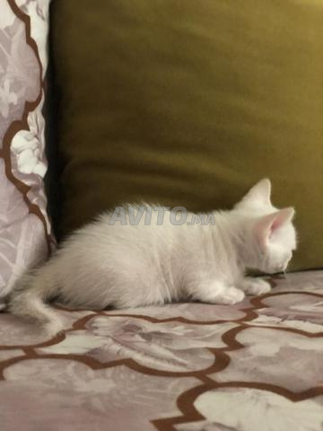 Chat angora - 2