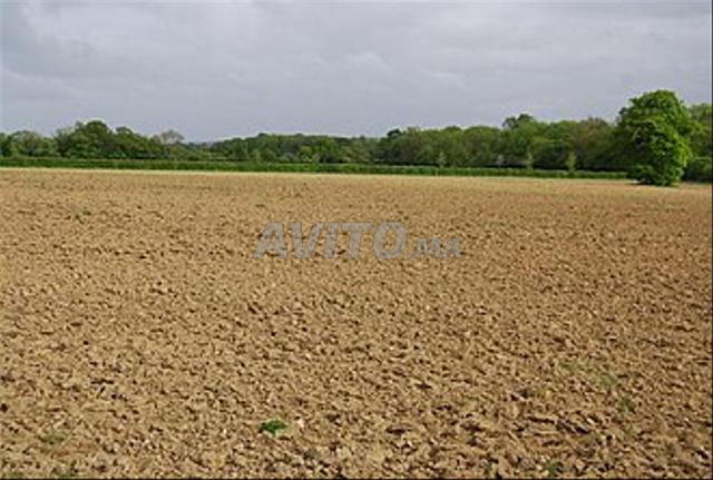 Terrain titré à Dar Bouazza à vendre d'une superficie de 14 hectares