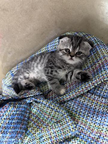 chat scotch 2 mois