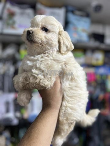 Bichon Havanais - 2