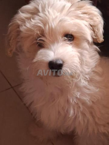 السلالة bichon maltais/Endo 4 أشهر - 2