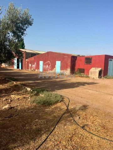 Ferme 10 hectares à oulèd said Settat - 2