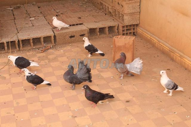 حمام الزينة بتمن جيد - 2