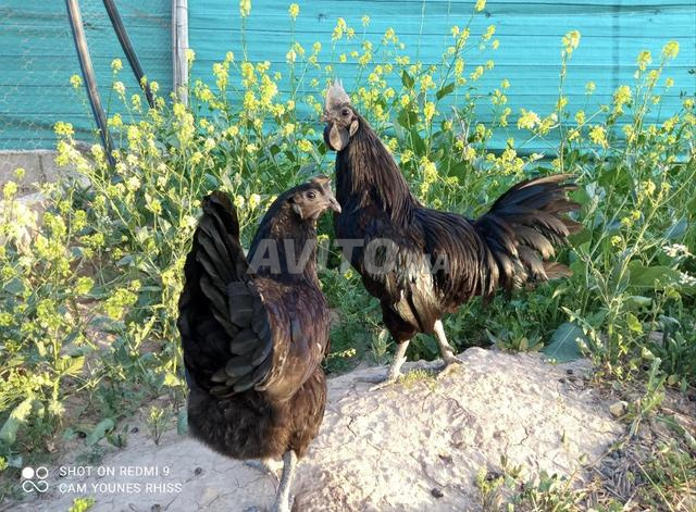 poussin ayam cemani race pure - 2