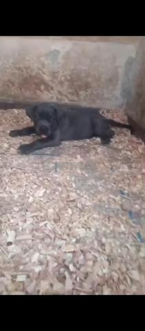 Femelle Cane Corso de race pure - 2