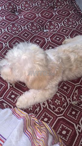 Bichon Maltais - 2