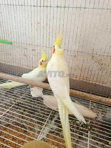 طيور كالوبسيط - 2