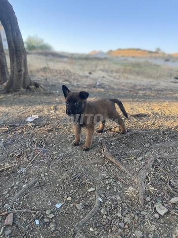 malinois charbon 2 mois pour vendre , - 2
