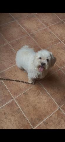 bichon maltais  - 2