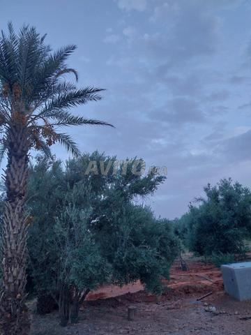 Terrain agricole  - 2