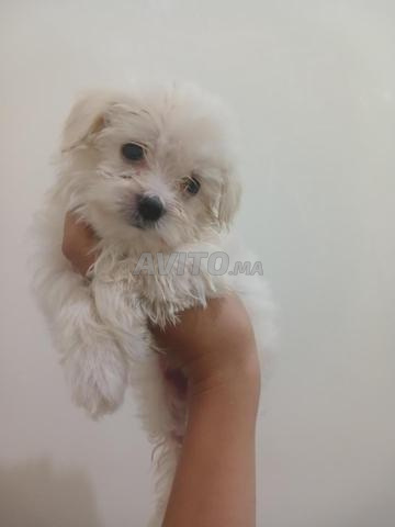 Bichon maltais - 2