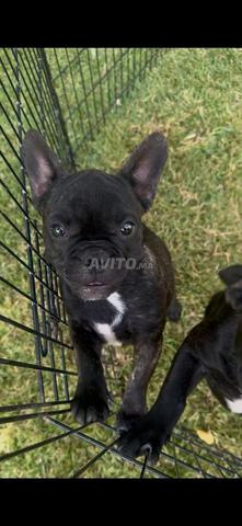 Chiots bouledogues - 2