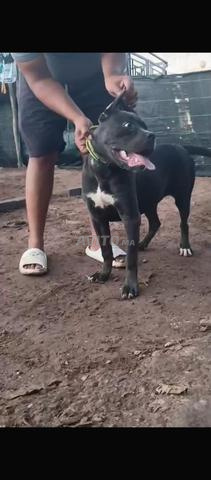 Femelle Cane Corso de race pure - 2