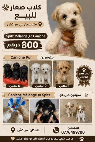 caniche pure et caniche melange avec spitz