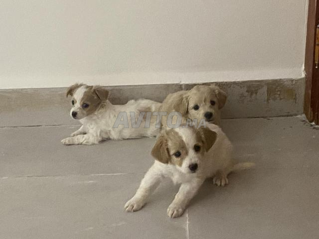 caniche pure et caniche melange avec spitz