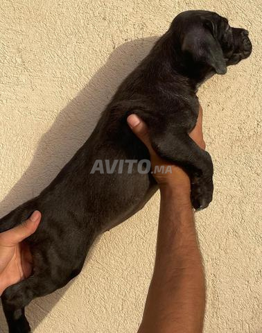 Chiots Cane Corso - 2