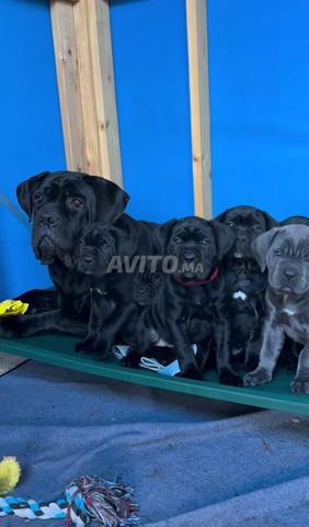 Chiots Cane Corso issus de parents avec pedigree