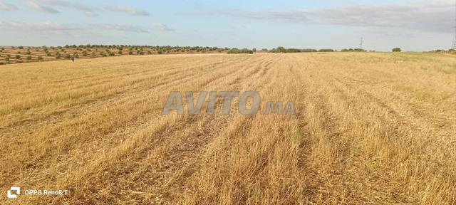 Terrain agricole à vendre dans les environs de الضاية الرومي, 9 hectares - 2
