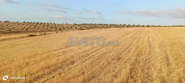 Terrain agricole à vendre dans les environs de الضاية الرومي, 9 hectares