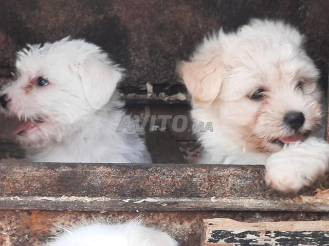 chiot bichon maltais nain - 2