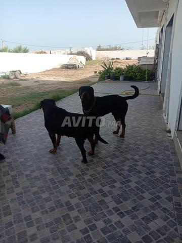 La Garderie pour Chats et Chiens.