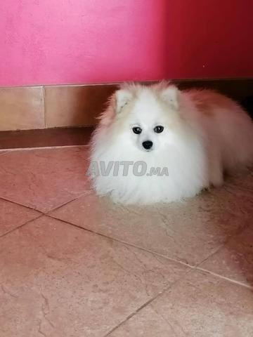 La Garderie pour Chats et Chiens. - 2