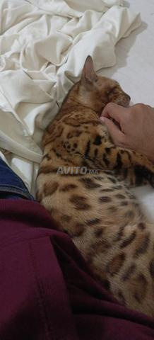 Chat bengal femelle à vendre