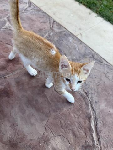 donne chaton adorable